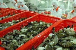 Xuất khẩu tôm sang EU kỳ vọng tăng trưởng 15% nhờ EVFTA