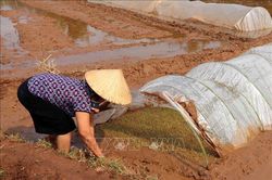 Sơn La tập trung vào trà xuân muộn