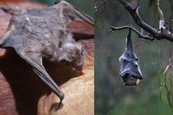 Vì sao dơi sợ nước, dơi quỷ hút máu có tồn tại ở Việt Nam không?