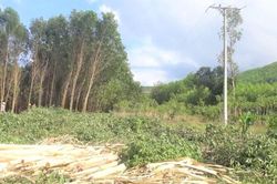 Thừa Thiên Huế: Nguy cơ tai nạn điện do khai thác rừng trồng tùy tiện