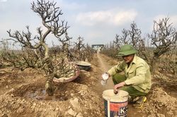 Dân Nhật Tân tất bật trồng lại đào sau Tết, mong chờ vụ bội thu