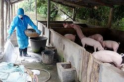 Bệnh Dịch tả lợn châu Phi cơ bản được kiểm soát