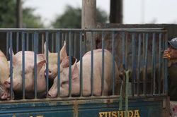 Sợ dịch, nhiều hộ chăn nuôi lợn chưa dám tái đàn
