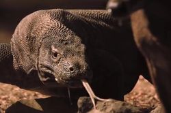 Hươu trúng nhát cắn tử thần của rồng komodo