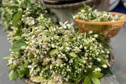 Hoa bưởi thơm ngát các con phố, giá tới nửa triệu đồng/kg