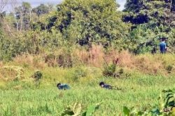 Vẫn chưa tìm thấy tang vật vụ án của Tuấn 'khỉ'