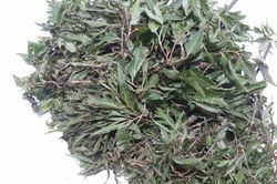 Không chỉ dùng tươi, lá đinh lăng phơi khô cũng có những công dụng bất ngờ này