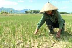 Đồng bằng sông Cửu Long đối mặt với hạn, mặn khốc liệt