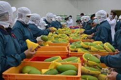 Xuất khẩu rau quả giảm mạnh do chịu tác động bởi dịch Covid- 19