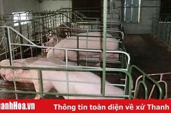 Hiệu quả mô hình chăn nuôi lợn ngoại khép kín an toàn sinh học tại huyện Cẩm Thủy