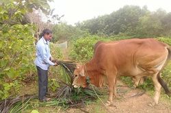Cựu chiến binh Nguyễn Đức Thanh làm kinh tế giỏi