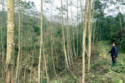 Mở rộng diện tích rừng gỗ lớn