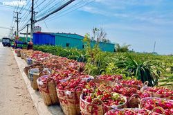 Giải cứu nông sản: 'Chỉ nên là giải pháp ngắn hạn'