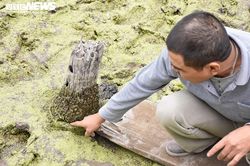 Cận cảnh 13 cọc gỗ giữa lòng sông nghi liên quan trận chiến Bạch Đằng