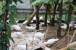 Tiêu hủy gần 51 nghìn con gia cầm mắc cúm A/H5N6