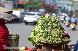 Hoa bưởi dịu dàng ngày xuân, nét chấm phá cho phố phường Hà Nội