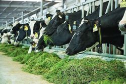 Việt Nam có thêm 1 nhà máy sữa đủ điều kiện xuất khẩu vào Trung Quốc