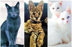 Chiêm ngưỡng những giống mèo đắt tiền nhất hành tinh