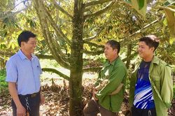 Đắk Lắk: Thu tiền tỷ từ trồng sầu riêng