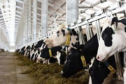 Việt Nam có thêm 1 nhà máy sữa đủ điều kiện xuất khẩu vào Trung Quốc