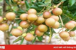 Đánh giá điều kiện an toàn thực phẩm đối với Tổ hợp tác sản xuất nhãn Mỹ Đức