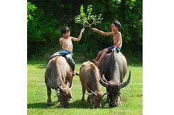 Tự khúc cỏ xanh...