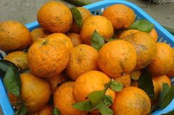 Hoa quả, nước uống giàu vitamin C 'cháy hàng' mùa dịch Covid-19