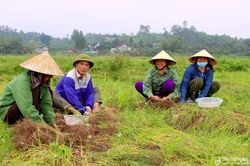 Nghệ An: Hành tăm được mùa lớn nhờ lá 'quý như vàng'