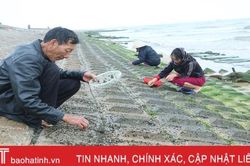 Theo chân người dân làng chài Cẩm Nhượng cào rong biển kiếm tiền triệu mỗi ngày