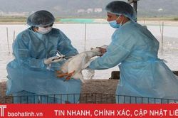 Khử trùng, tiêm vắc-xin phòng dịch vùng nuôi nhiều gia cầm nhất Nghi Xuân