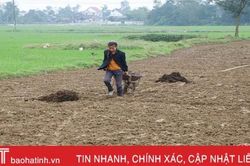 Vì sao hết thời vụ, gieo trỉa lạc xuân Hà Tĩnh chỉ đạt 65% diện tích?!