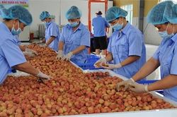 Cơ giới hóa và chế biến nông sản Việt cần 'cú đấm thép' về chính sách