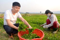 Đất ngọt