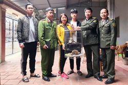 Phát hiện một cá thể Culi quý hiếm ở T.P Thái Nguyên
