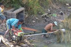 Đánh liều bơm nước mặn vào đồng để… cứu lúa vụ ba