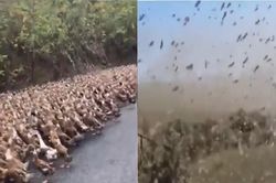 Trung Quốc tung 'đội quân vịt' bảo vệ biên giới khỏi nạn châu chấu