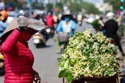 Hoa bưởi xuống phố