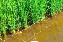 Cha tử vong, con nằm bất tỉnh trên ruộng
