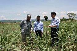Nâng cao năng lực cạnh tranh cho ngành mía đường