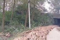 'Đoàn quân' 10 vạn con vịt của Trung Quốc nhận nhiệm vụ đặc biệt