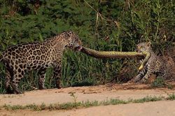 Ngỡ ngàng trước màn 'kéo co' của báo đốm với sợi dây là trăn Nam Mỹ 'khủng'