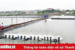 Huyện Hậu Lộc: Chuyển đổi hơn 1.241 ha đất kém hiệu quả sang mô hình trồng trọt, chăn nuôi cho giá trị kinh tế cao