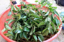 Dân dã món canh chua từ rau rừng
