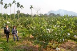 Nhân rộng mô hình phát triển nông nghiệp hàng hóa