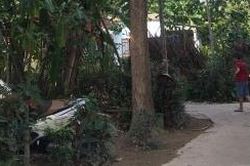 Trèo cây hái vú sữa, người đàn ông té tử vong thương tâm