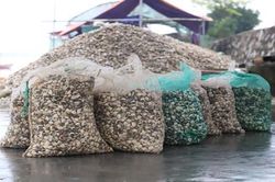 Hàng chục tấn ngao nuôi của người dân chết trắng bờ