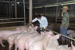 Nghệ An: Nông hộ vẫn 'treo' chuồng nhưng hơn 360 trang trại lợn tái đàn mạnh