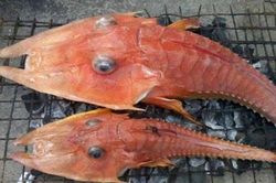 Ngư dân phát hoảng khi nhìn thấy quái ngư 'bọc thép'