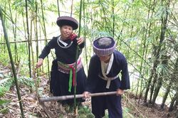 Dự án trồng cây sặt lấy măng ở Văn Bàn: Nâng cao sinh kế và bình đẳng giới cho phụ nữ