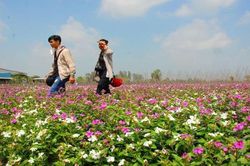 Chiêm ngưỡng cánh đồng hoa đẹp như tranh ở An Giang